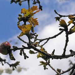 фото "Дубовые "яблочки"."