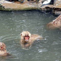 фото "Snow monkey."