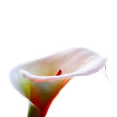 photo "Arum flower"