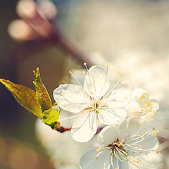 photo "Cherry blossom"