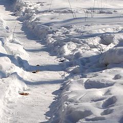 photo "Тропинка лес снег природа maslennikov maslennikov dimitryu obninsk photo Масленников Масленников Дми"