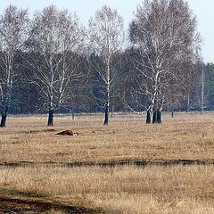 фото "На прогулке"