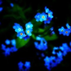 photo "forget me not"