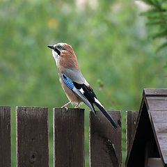 photo "Garrulus glandarius."