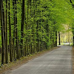 photo "green lane"