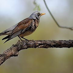 фото "Экспонат"