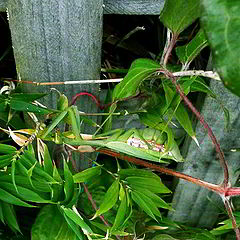 photo "Camouflaged Insect."