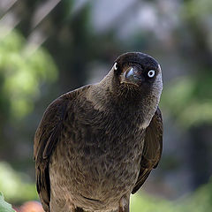 фото "Corvus monedula - Галка"