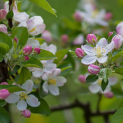 фото "Яблоня в цвету"