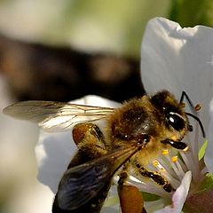 фото "пчела Мая"