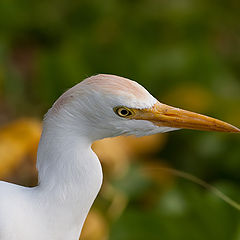 photo "Curious"