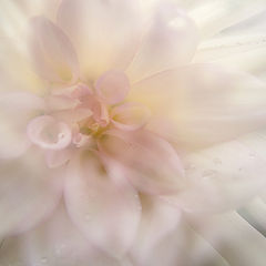 photo "dahlia II"