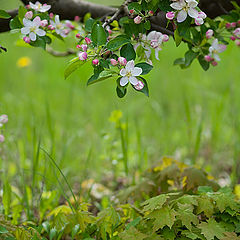 фото "Ажурная весна"