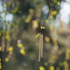 photo "birch spring"