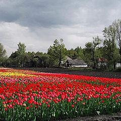 фото "Весенние..."