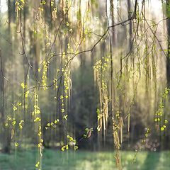 photo "birch light"