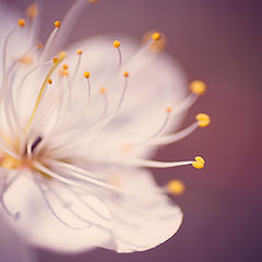 photo "Cherry blossom"