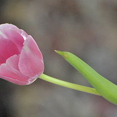 фото "tulip"