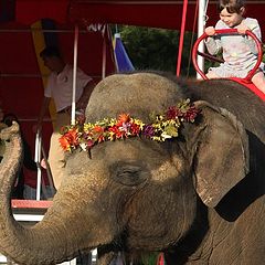 photo "Pachyderm"
