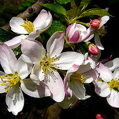 photo "Floral explosion"