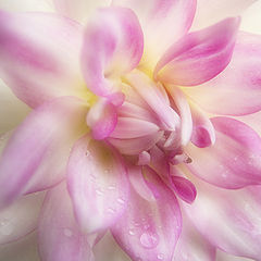 photo "dahlia III"