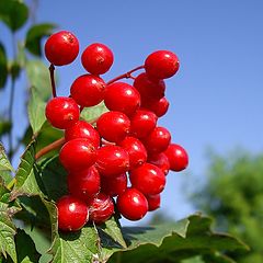 photo "red Snowball Tree"