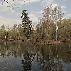 фото "Склонённая."