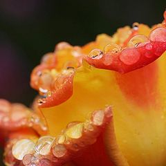 фото "Rose Drops"