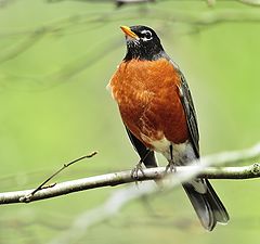 photo "Spring Robin"