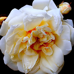 фото ""A sad white Rose...""