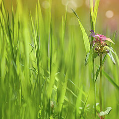 фото "На маленькой, дивной полянке, в лесу, среди травы, рос маленький и совсем незаметный Цветочек"