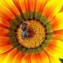 фото "Honey Colors...""