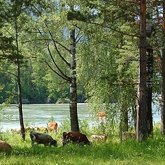 photo "Altai Cows"