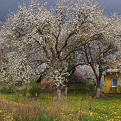 photo "Apple tree in spring."