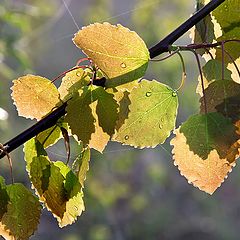 photo "spring leaves"