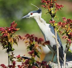 photo "fisherman in a tree"