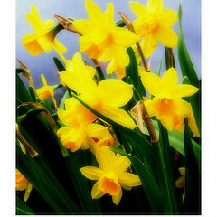 photo "Daffodils"