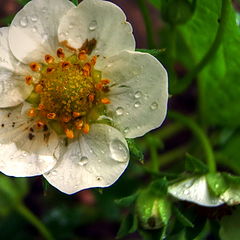 фото "Strawberry flower"