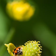 photo "макро, цветок, жук"