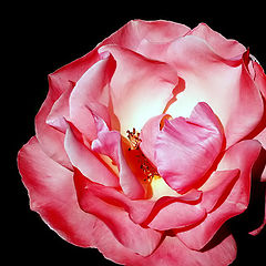 фото ""A Rose...""