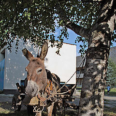 photo "A Gipsy burro."