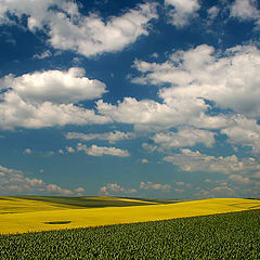 photo "Yellow field"