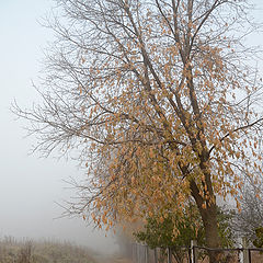 photo "***"