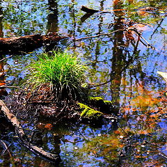 photo "The Iland of Grass"