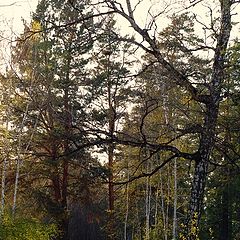 photo "Old forest"