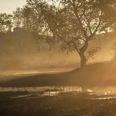 фото "Sunday morning"