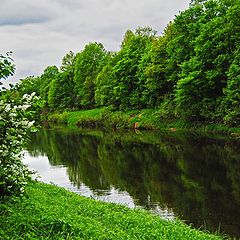 фото "Черемуха."