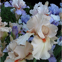 photo "Iris "Marachino""