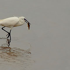 фото ""Lunch time..." #2"