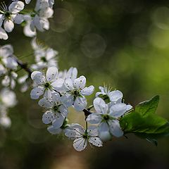 фото "Майская вишня"